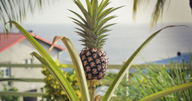 L’ananas ananas