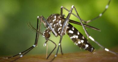 dengue moustique