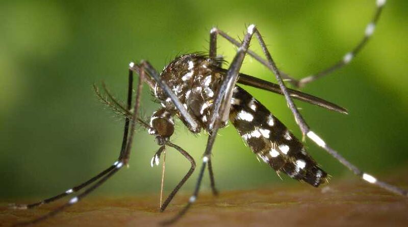 dengue moustique